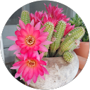 Pilar Varo Sanz profile picture